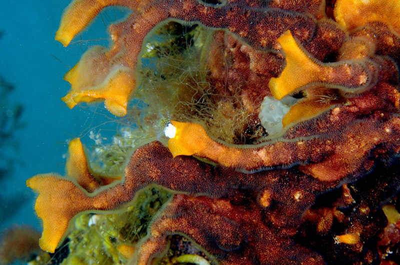 Schizoporella errata
